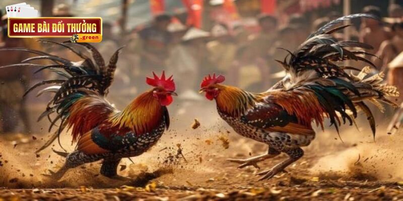 Đá gà trực tuyến – Trải nghiệm sự kịch tính không nên bỏ lỡ 2 Giống gà tre với thân hình nhỏ nhắn nhưng với tốc độ di chuyển vô cùng linh hoạt